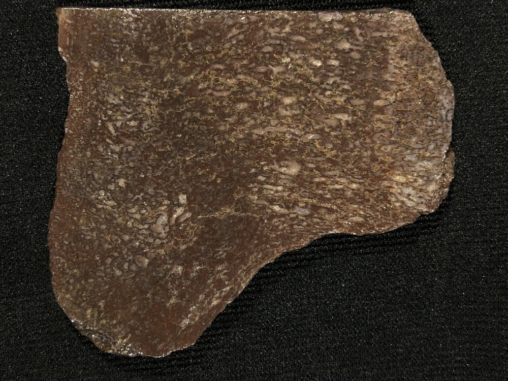 Dino Bone Slab 93 gr Idaho, reds/gray patterns, cabbing or specimen