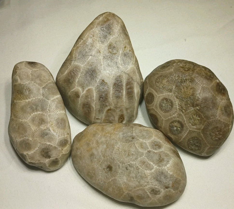 Natural Michigan Petoskey Stones • 4pc Unploshed • Great Lakes Fossil Coral