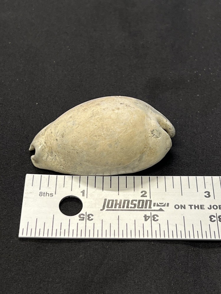 EXTINCT Fossilized COWRIE Shell From Central Florida - Pliocene Era.