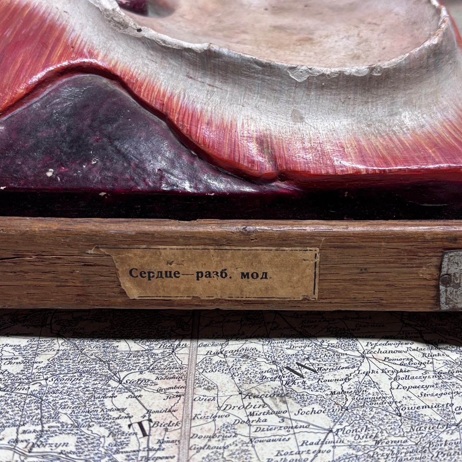 Rare 1930s Soviet Anatomical Model Dissectible Heart & Pelvic Vascular Section