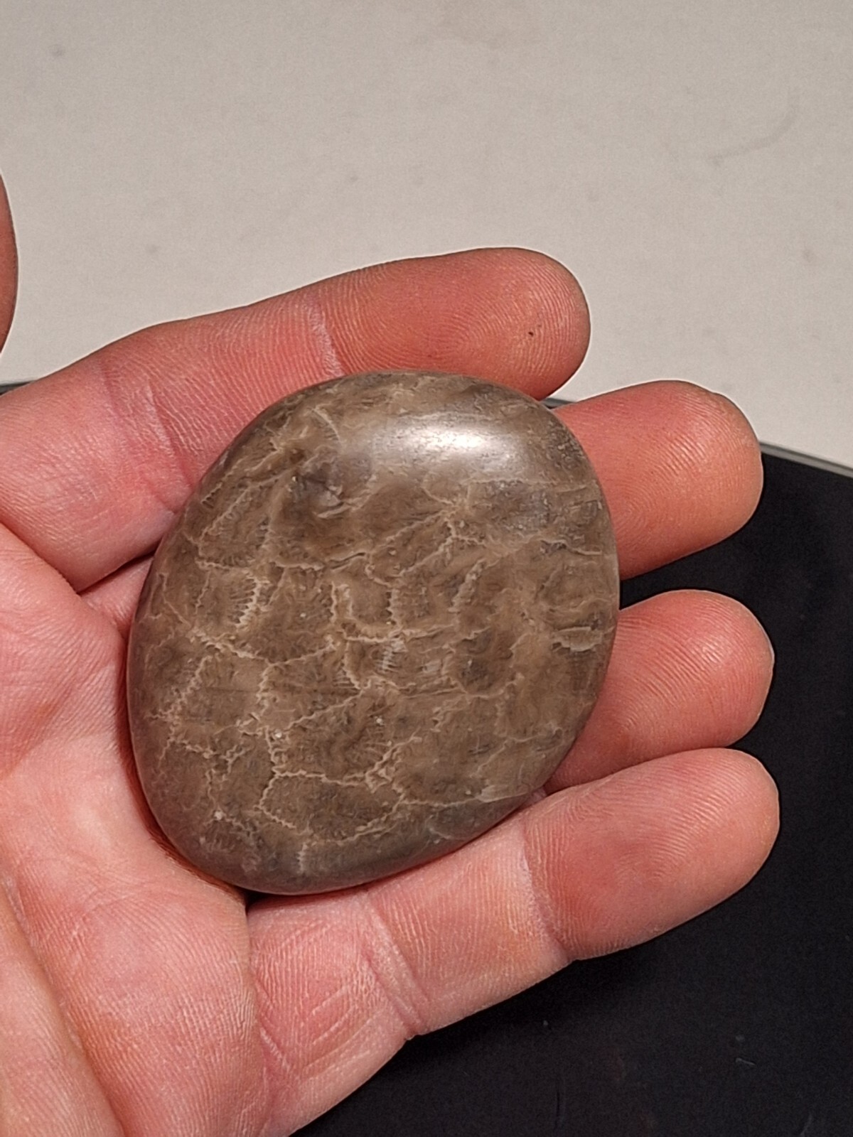 Hand polished Petoskey Stone, sm/md size. Semi precious, treasure, gift, fossil