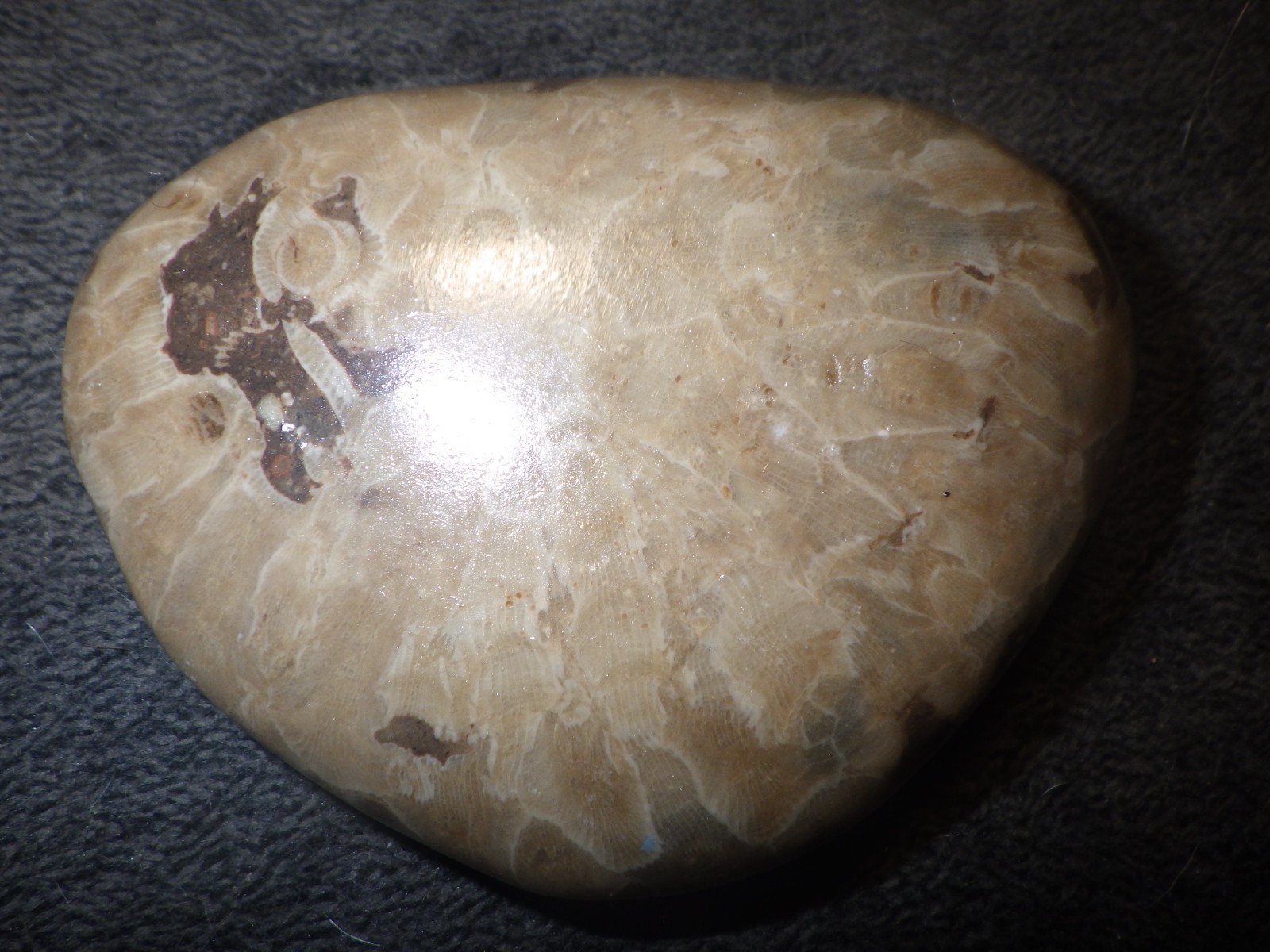 Polished Petoskey Stone 8.7 oz