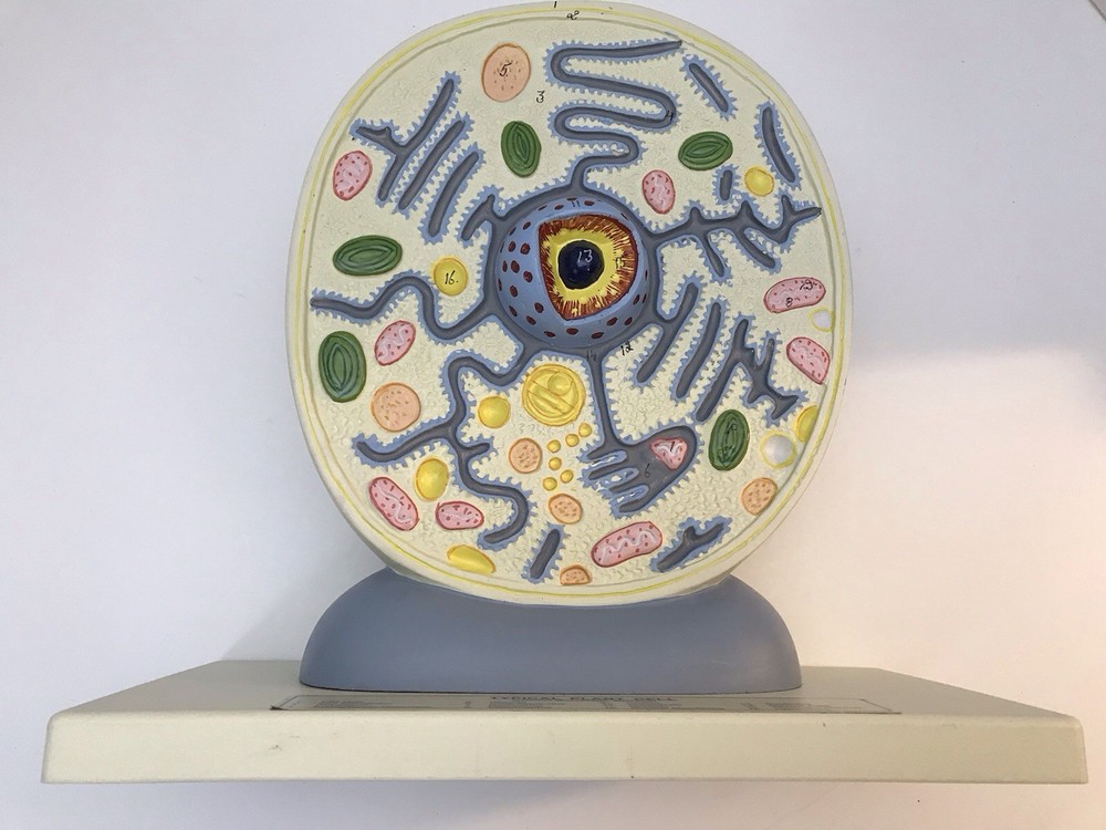 Eisco Labs Plant Cell Model Electron Microscope Structure Science Display Class