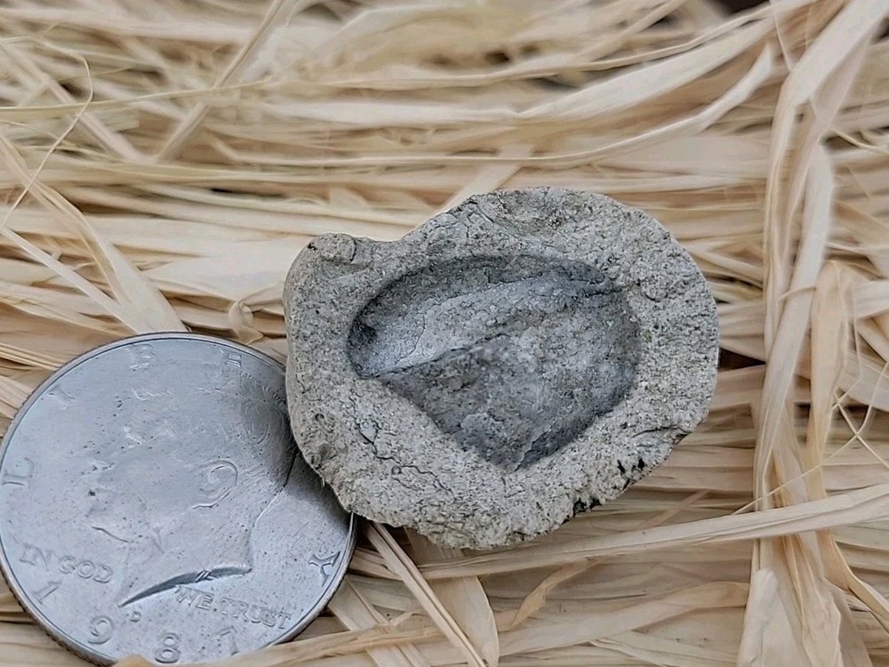 Egg Fossil Permineralized