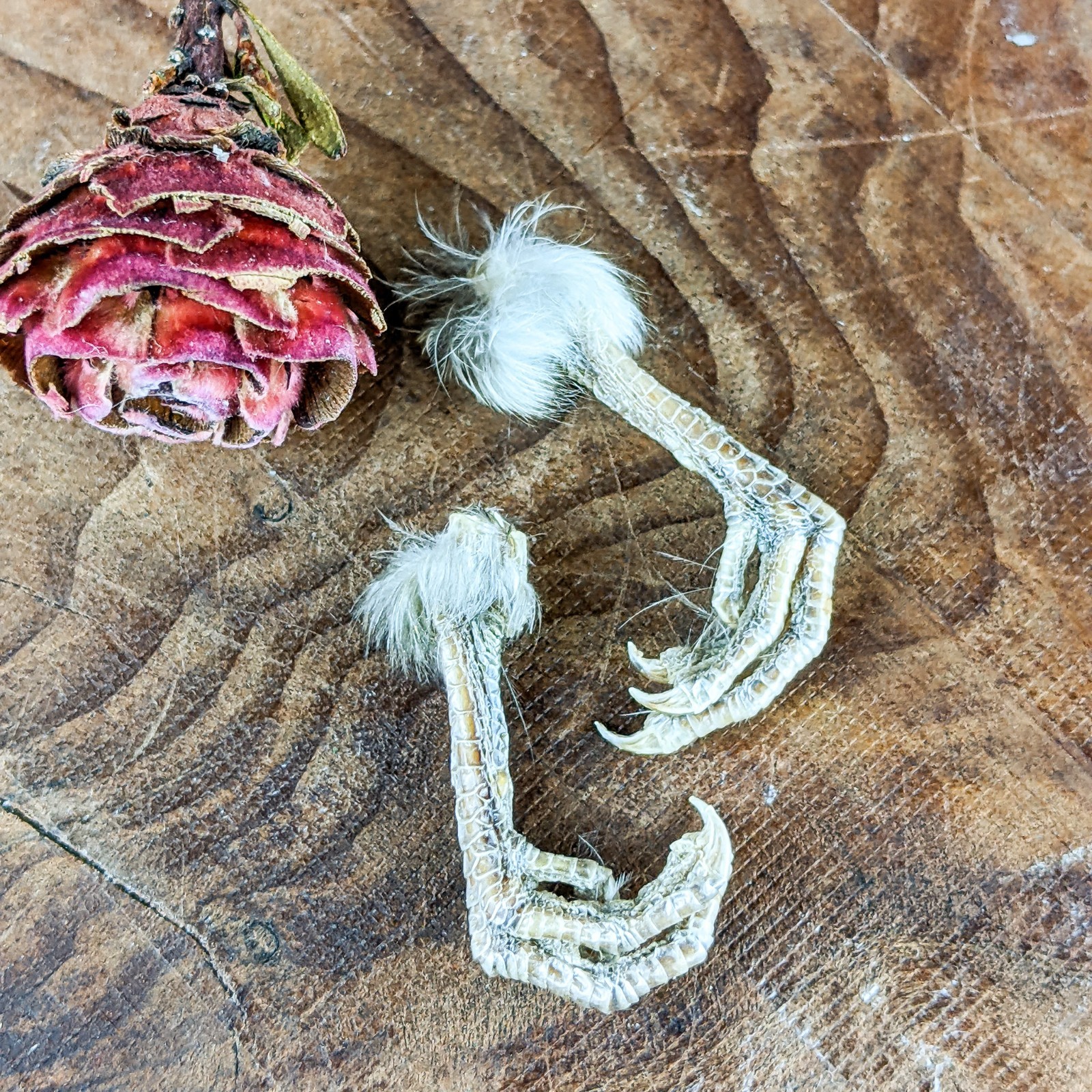 Society Finch Feet Pair Taxidermy Crafts Repairs bird foot claw oddity curiosity