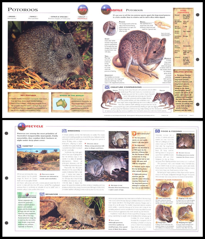 Fold-Out Sheet - Potoroos - 309