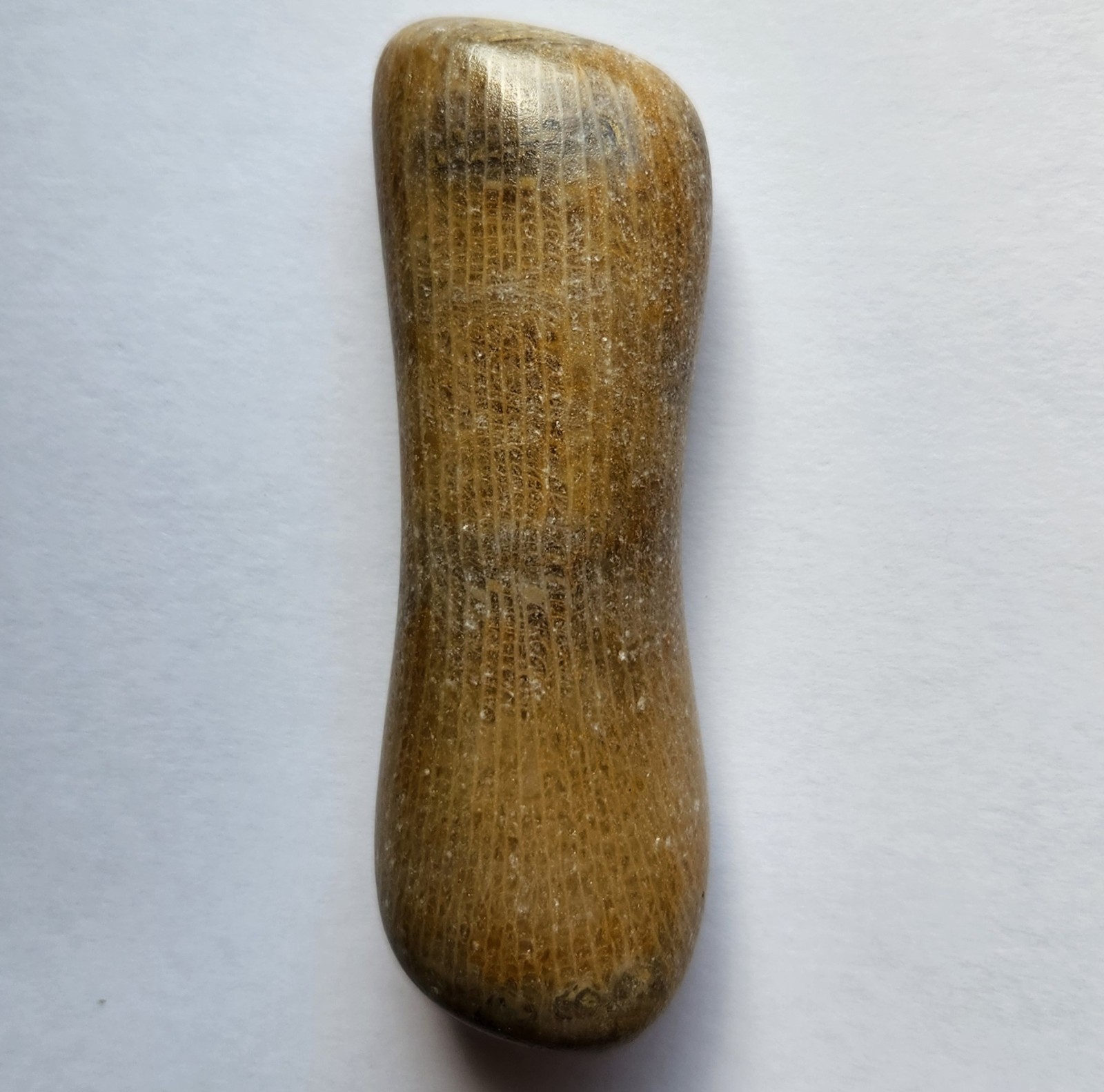 70g Awesome Tumbled Fossil Horned Coral Central Texas Pennsylvanian