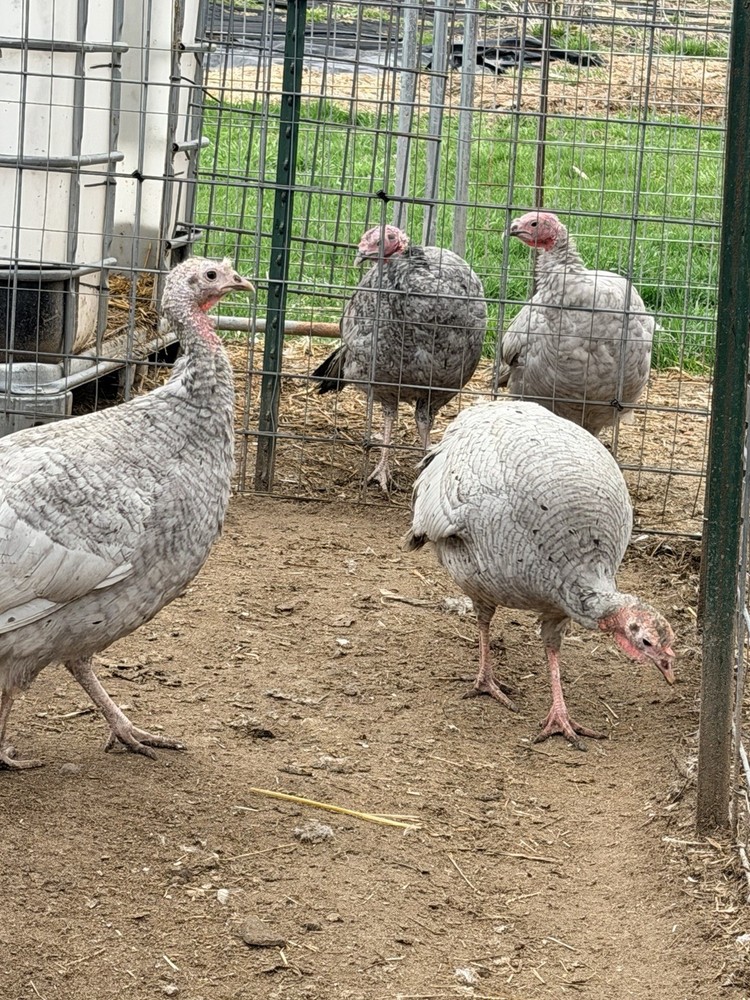 8 Heritage Breed Blue Slate Turkey Hatching Eggs