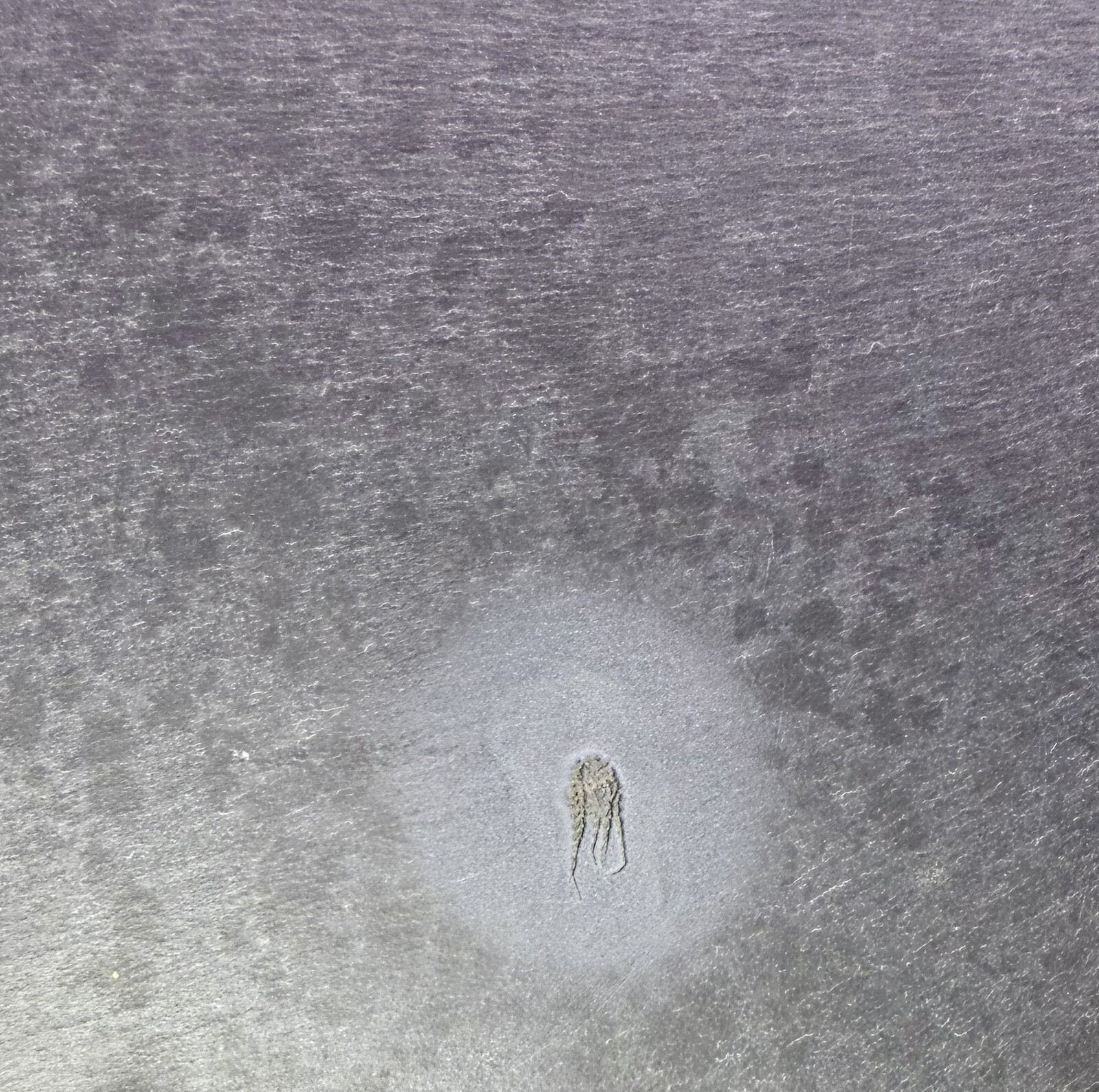 PYRITIZED Brittle Star Eospondylus Fossil ~ Bundenbach Germany ~ Devonian Period