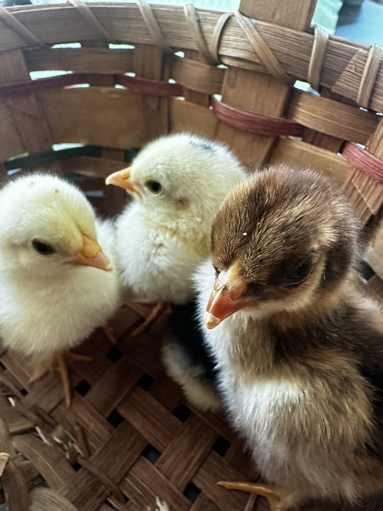 6 ++ Bantam hatching eggs 🐣