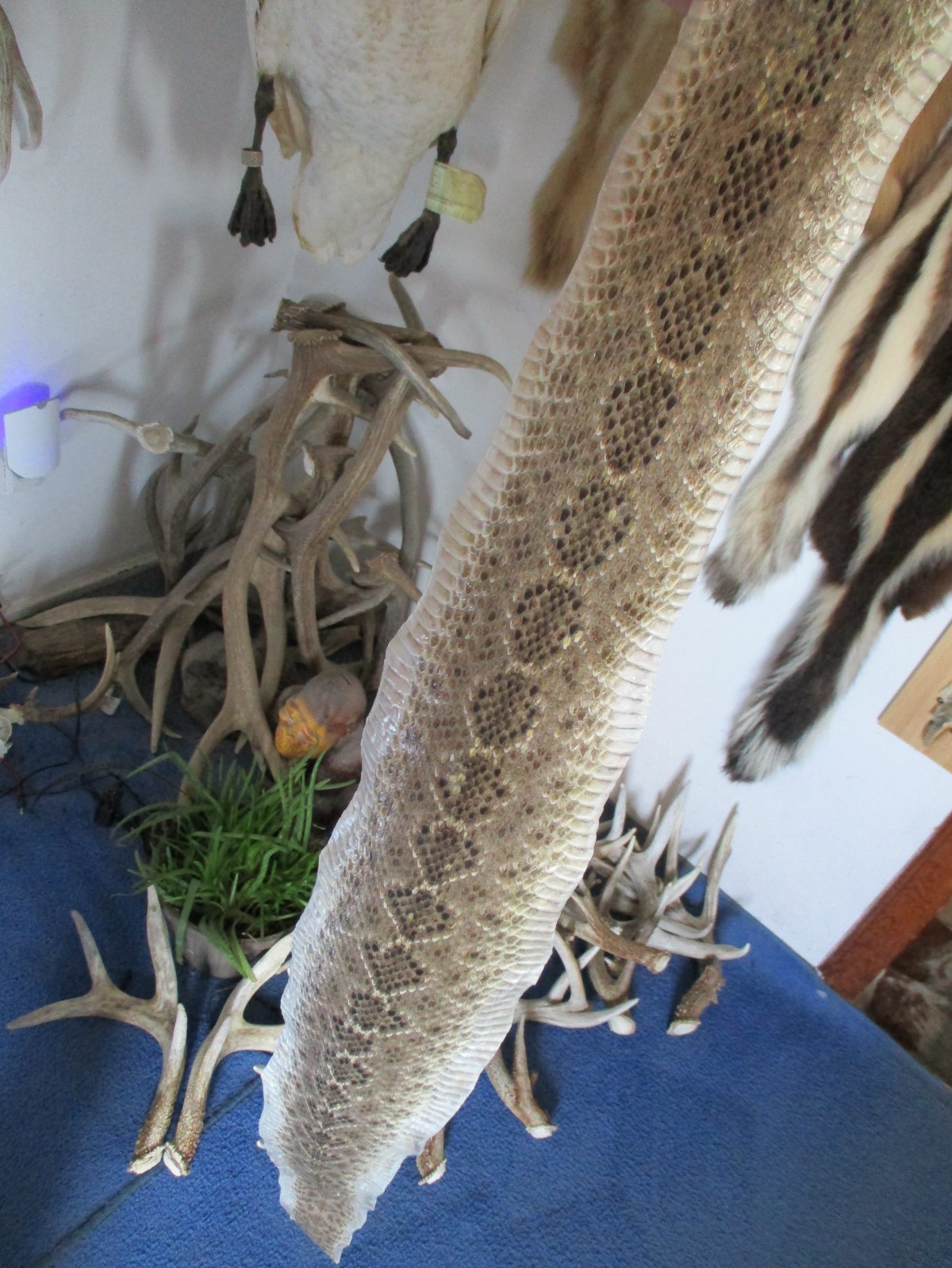 rattlesnake skin diamond back rattle snake skin DRY TANNED wrap blanks 53 in. P2