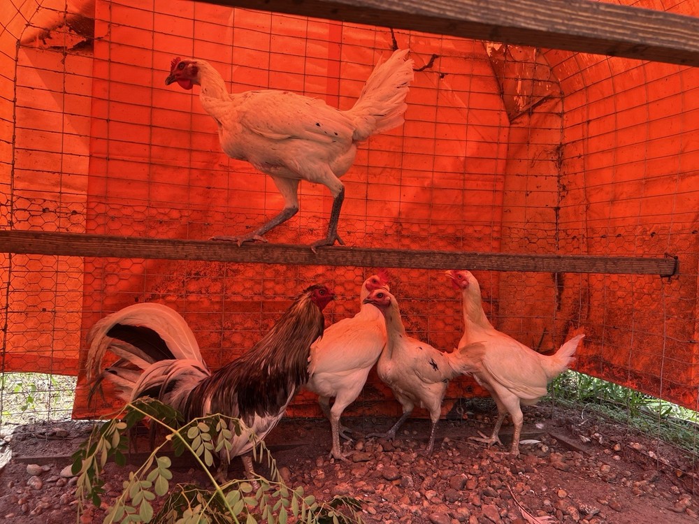 12 Plus Variety Hatching Eggs