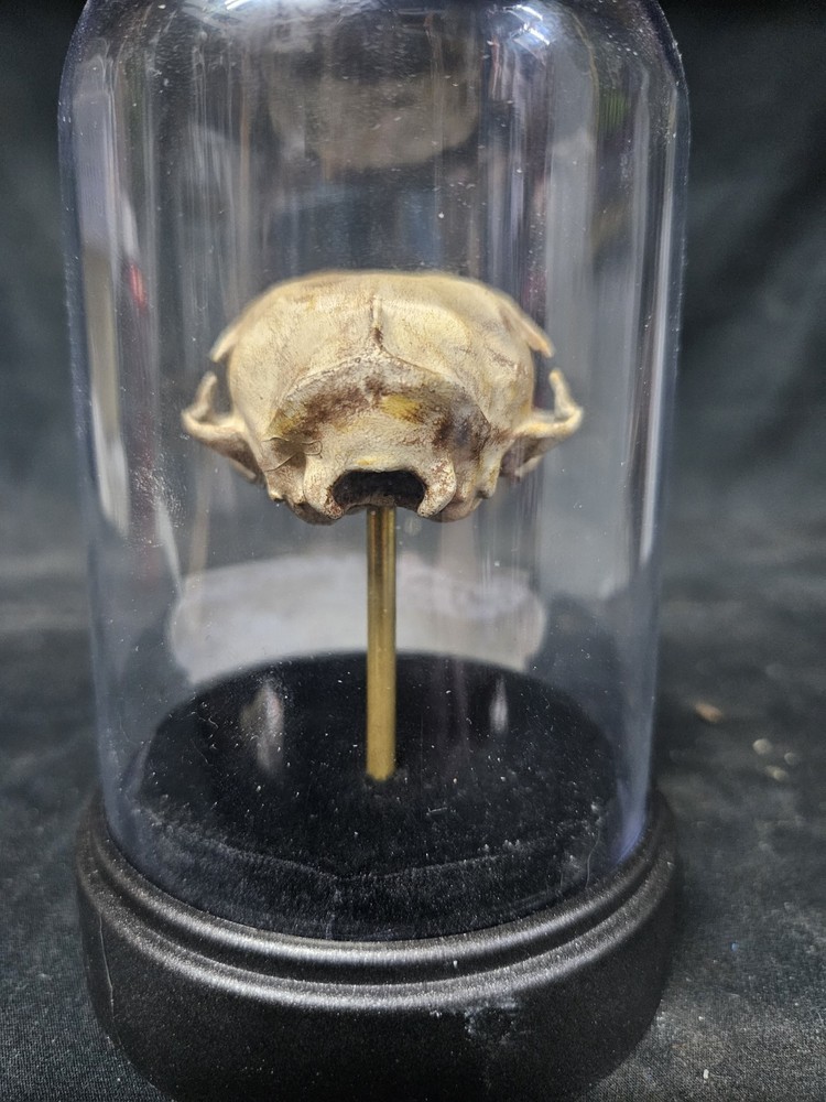 Conjoined Skull Display. Museum Quality, SIDESHOW GAFF, ODDITY, Deformed, Odd