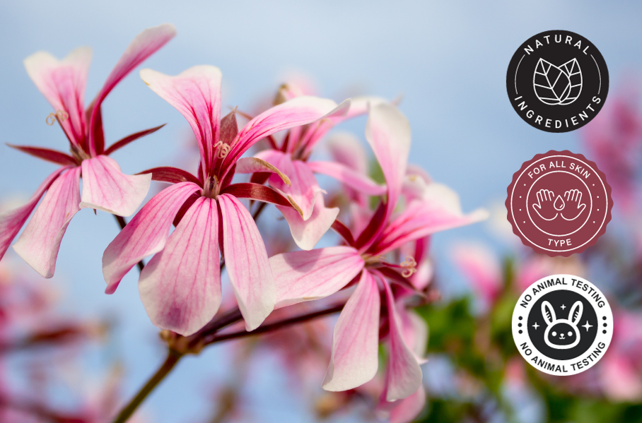 Rose Geranium Essential Oil 100% Pure Many Sizes Free Shipping