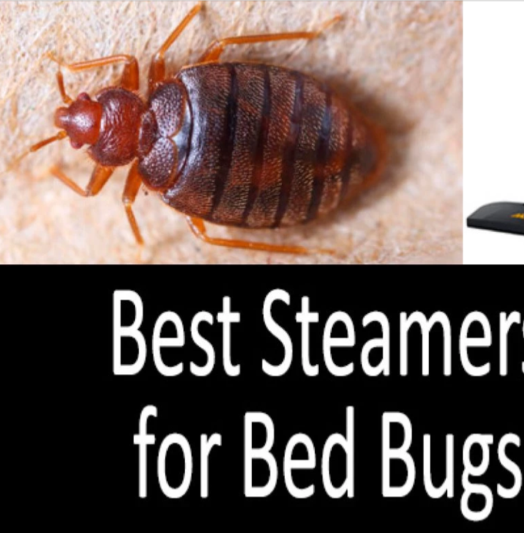 Kill Bed Bugs & Their Eggs Non Toxic Steamer Tool Kills Bugs Fast Compact Device