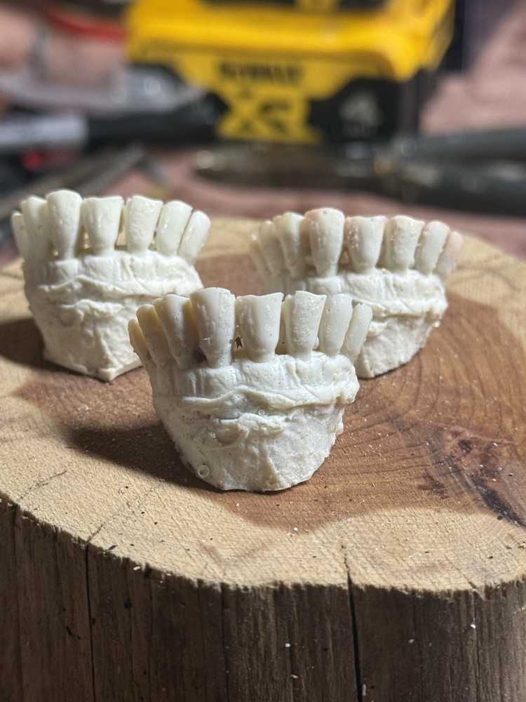 MULE DEER BUCK CAST TEETH EXCEPTIONAL QUALITY