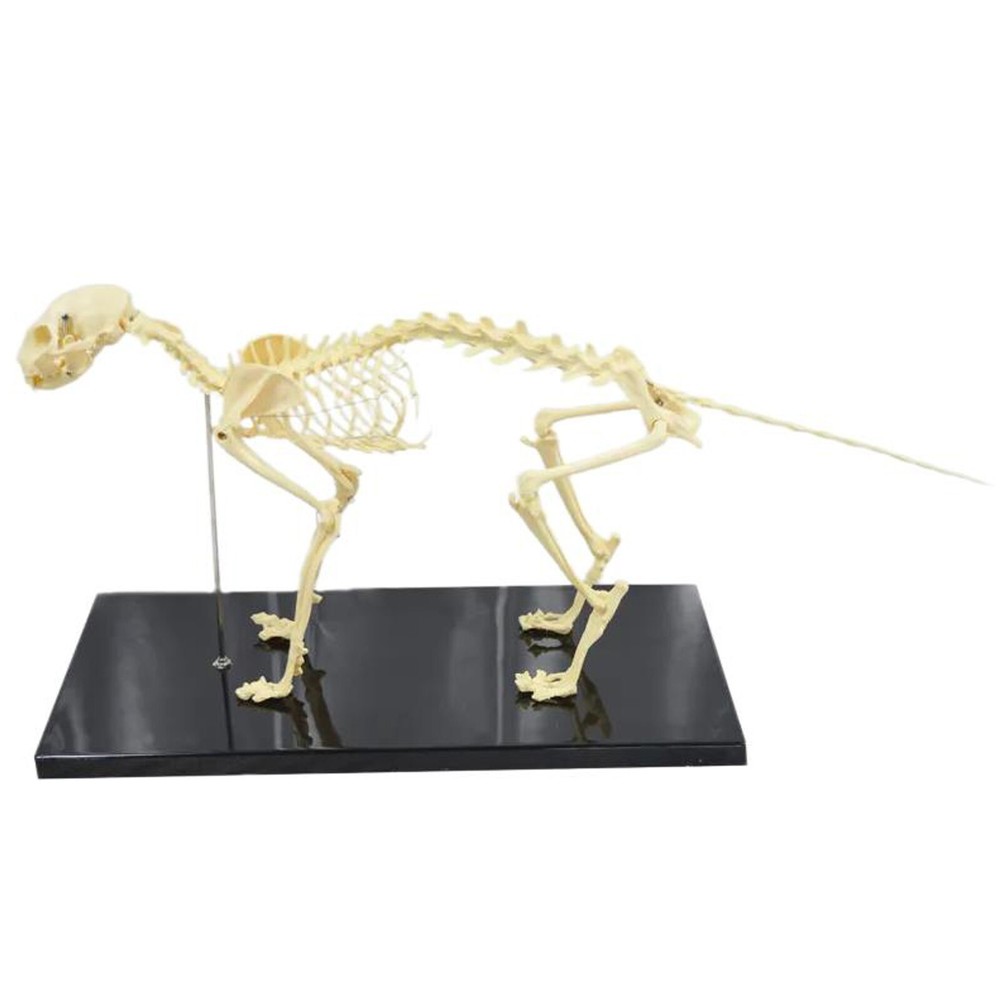 Feline Skeleton Anatomical Model Standard Size PVC Cat Skeleton Teaching Model
