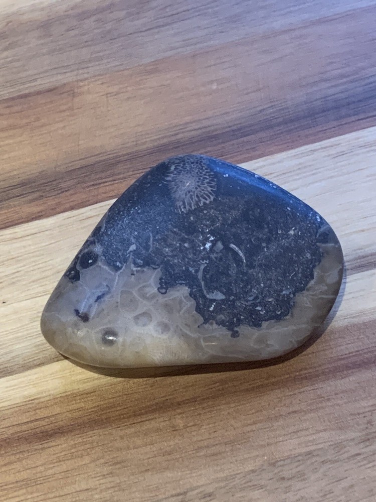 Petoskey Stone Polished