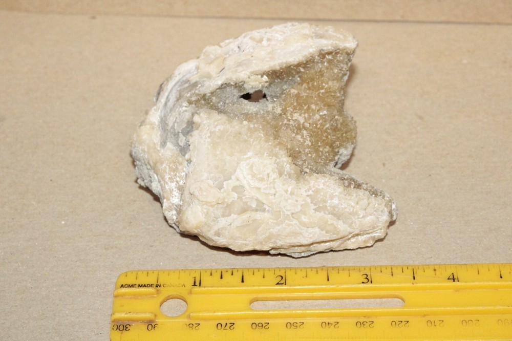 Calcite Fossil Clam Rucks Pit Florida #60