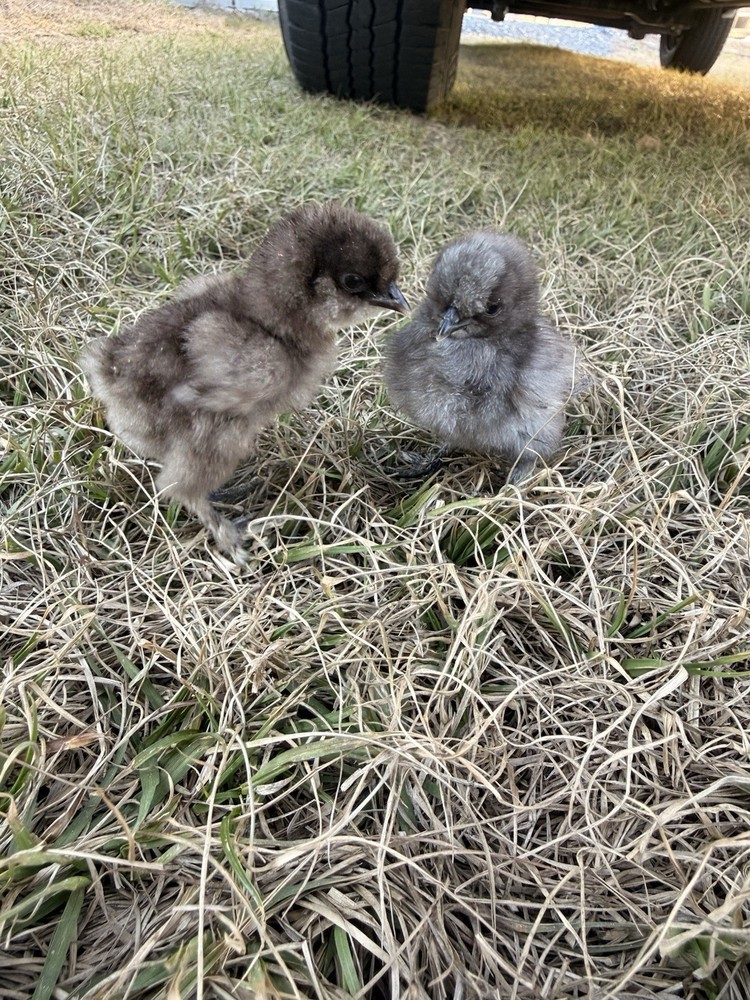 6 Silkie Various Colors hatching eggs