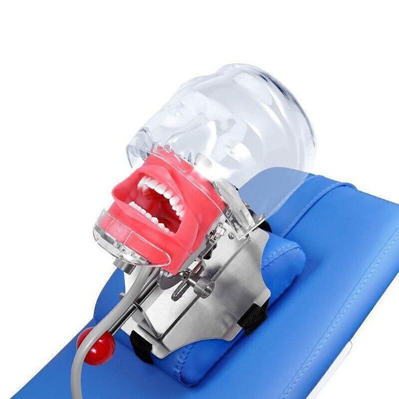 Typodont Teeth Model Head Model Training Mount Bench Training Manikin for Dental