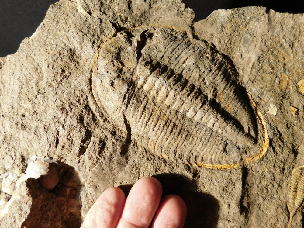 TWO BIG! Eudolatites Sp. Trilobite Fossils in HUGE SPLIT Matrix with STARFISH