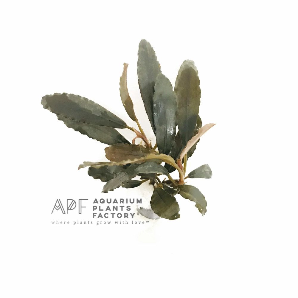 Bucephalandra Centipede | Buce Aquarium Plants Factory®