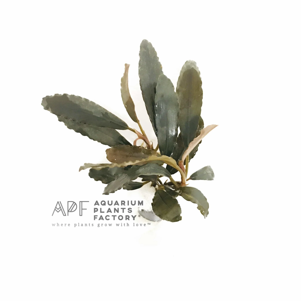 Bucephalandra Centipede | Buce Aquarium Plants Factory®
