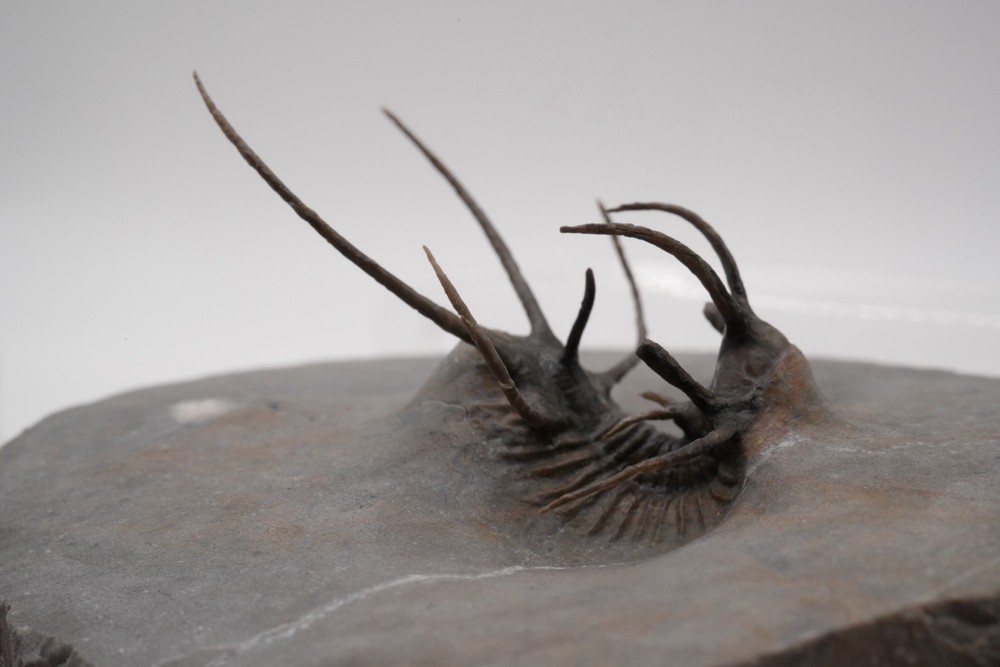trilobites