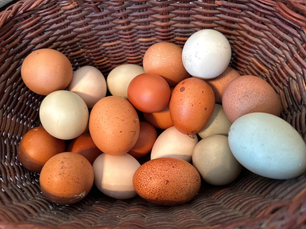 12 Rainbow chicken hatching eggs| Healthy Flock