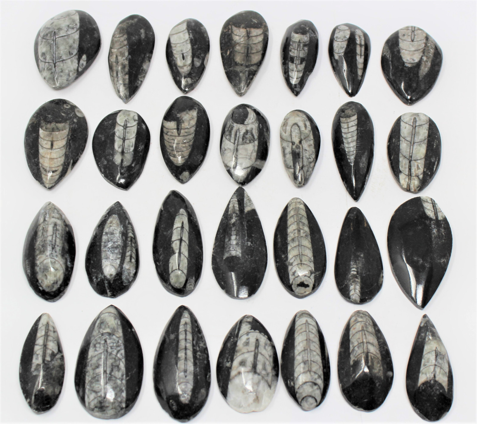 1 x Orthoceras Fossil, Fossilized Ancient Cephalopod (465+ Million Years Old)