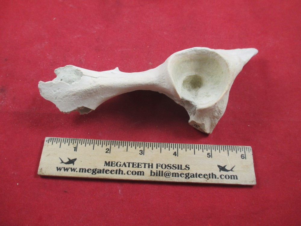 Nebraska Badlands Fossils Mixed Bones Hip Socket , and more