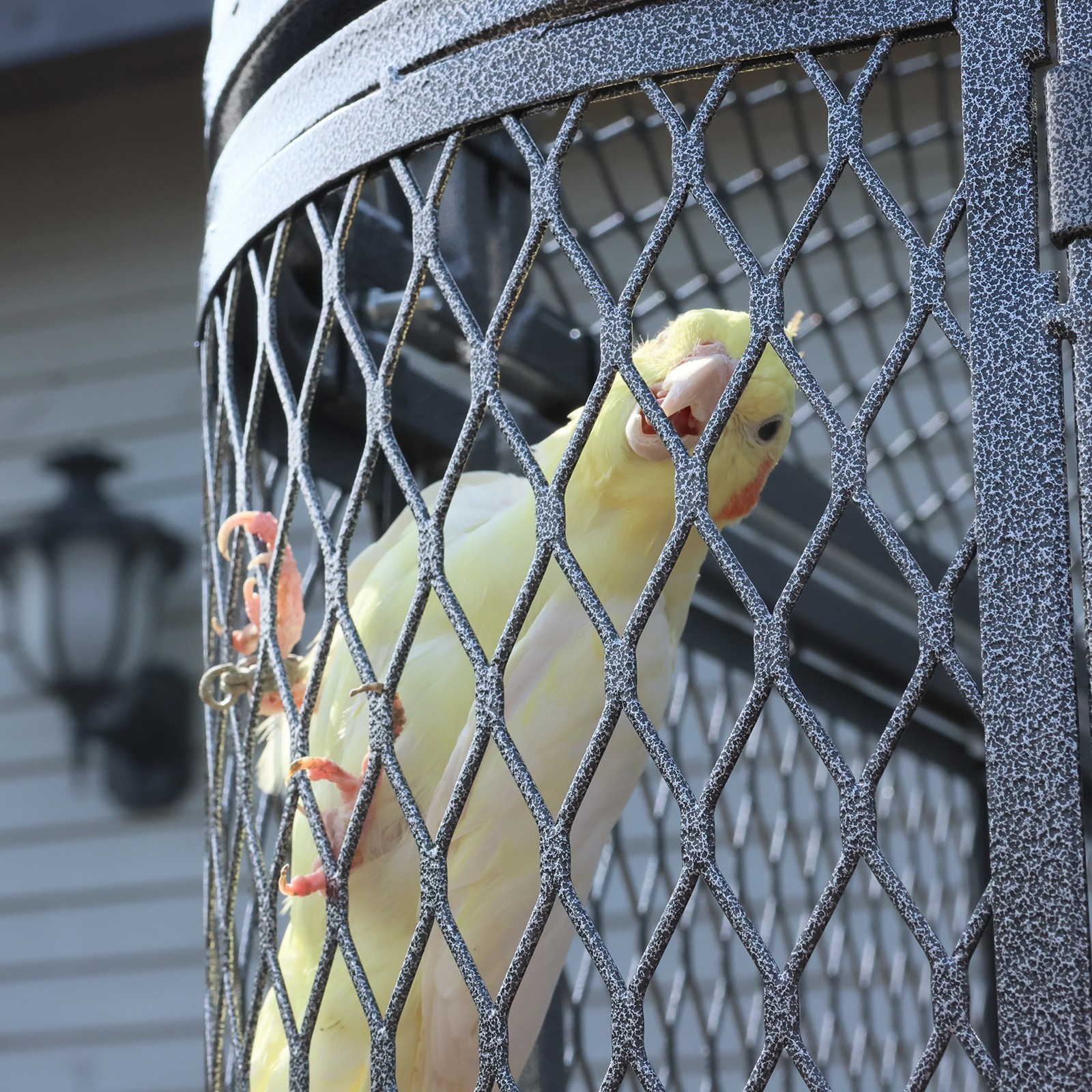 Large Walk-in Silver Flight Bird Cage Aviary Parrot Macaw Finch Metal Aviary