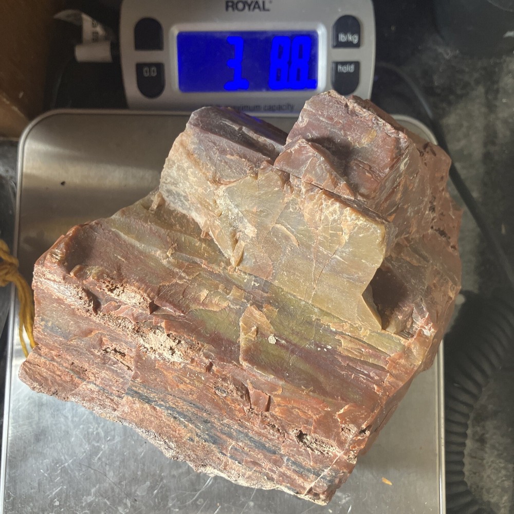 Arizona Petrified Wood