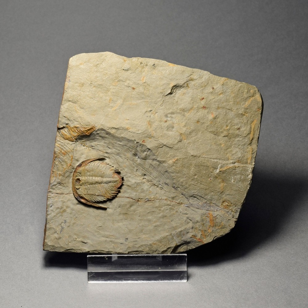 Rare trilobite Dactylocephalus sp.