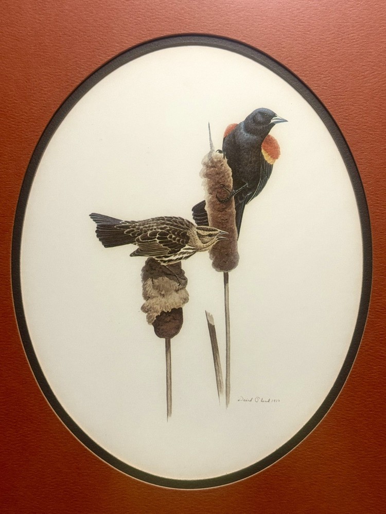 David Plank Red-Winged Blackbirds Matted Framed Dated & Signed Art Print