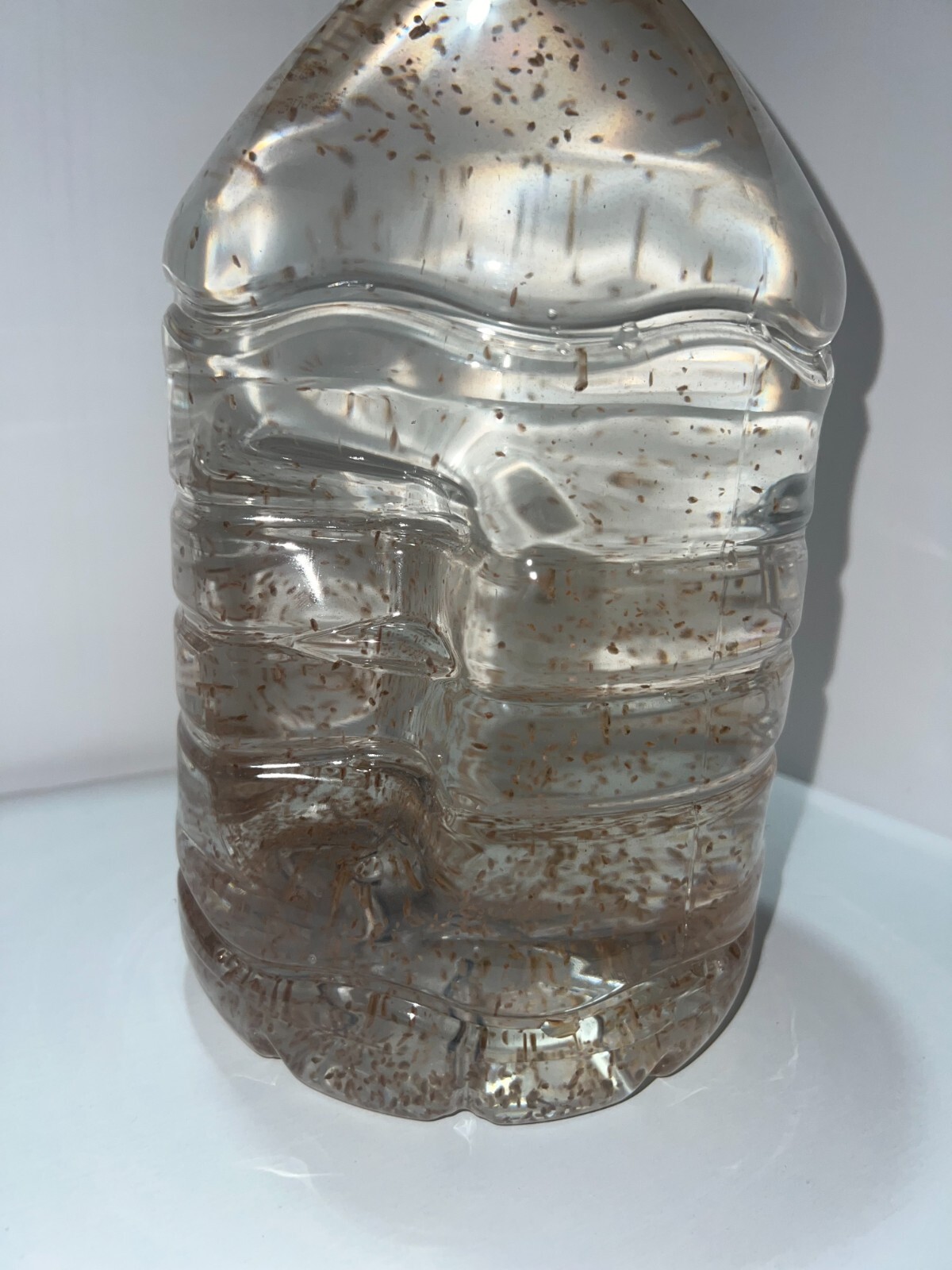 2500 Daphnia Magna (Clean Indoor Culture) Buy 2 get 1 free!