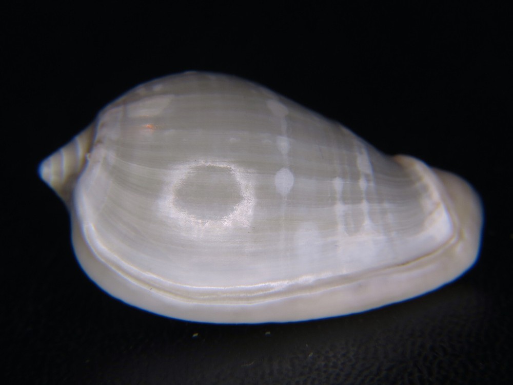 MARGINELLA (CRYPTOSPIRA) VENTRICOSA: LIVE COLL OFF JAVA @ 30.71MM!