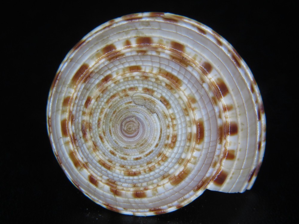 ARCHITECTONICA TROCHLEARIS SP: HUGE SIZE & UNUSUAL LOOKING @ 50.98MM!