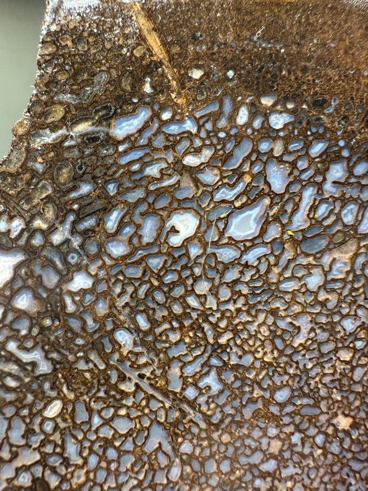 Dinosaur bone rough **hxtled slab.