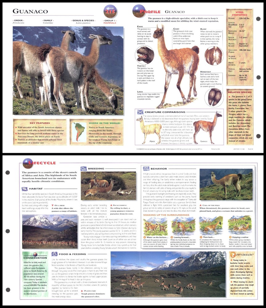 Fold-Out Sheet - Guanaco - 215