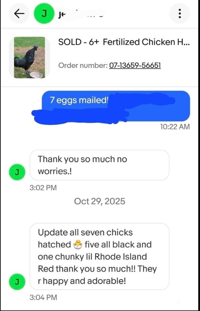 6+ Silkie Fertilized Eggs