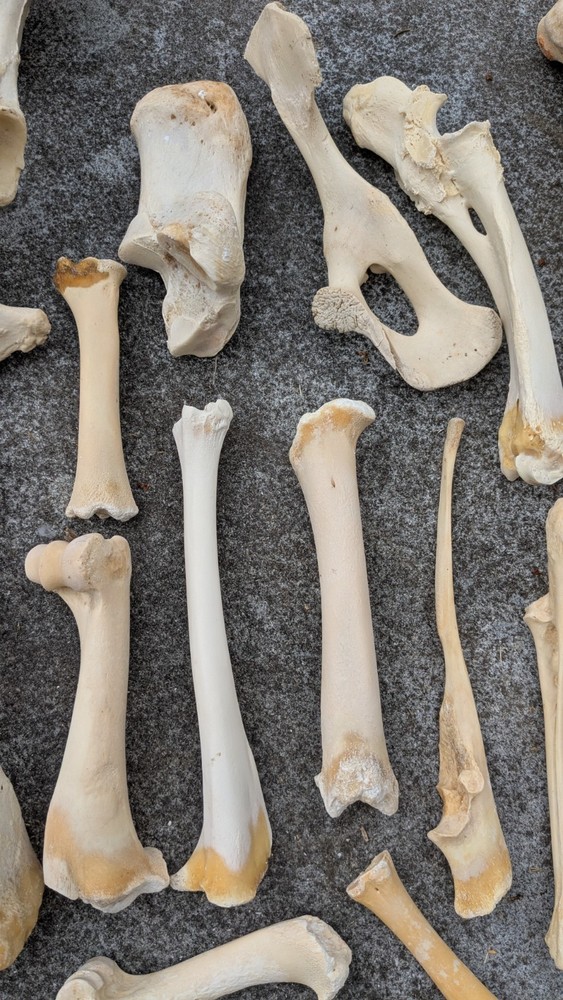 Bone Lot Farm NoBleach NoBoil NEED DEGREASE 30pc NaturallyDeceased MIX long bone