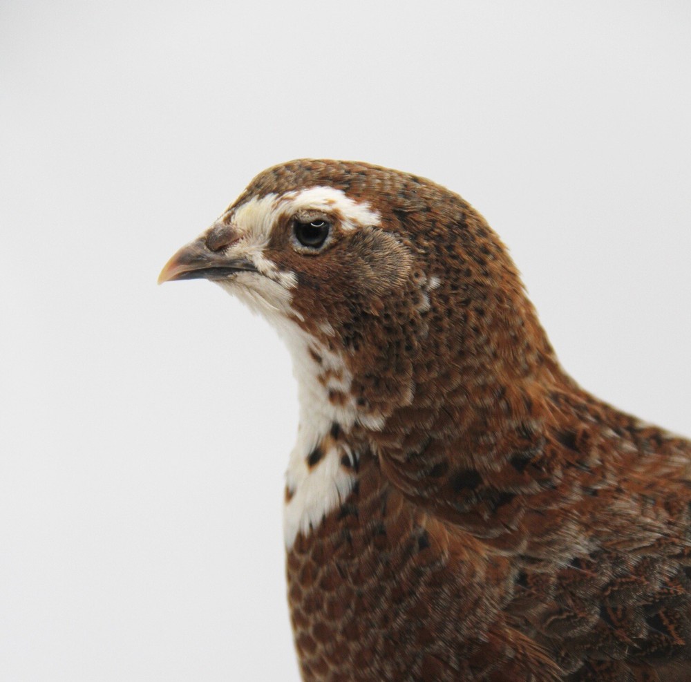 15+ Celadon Coturnix Quail Hatching Eggs - Standard Size
