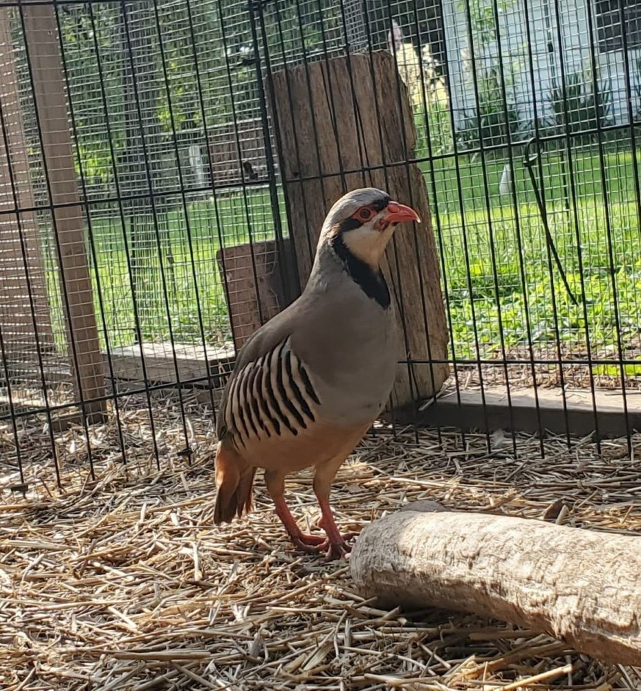 12 Chukar Partridge Hatching Eggs