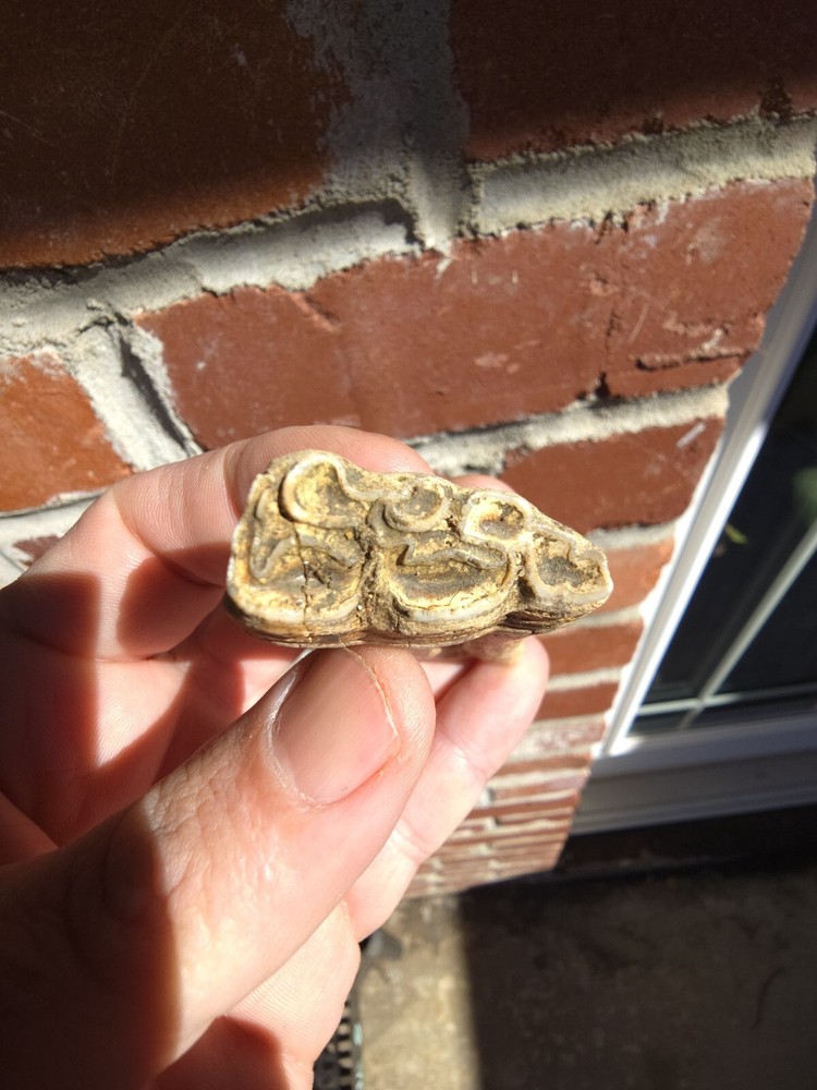 Horse Tooth
