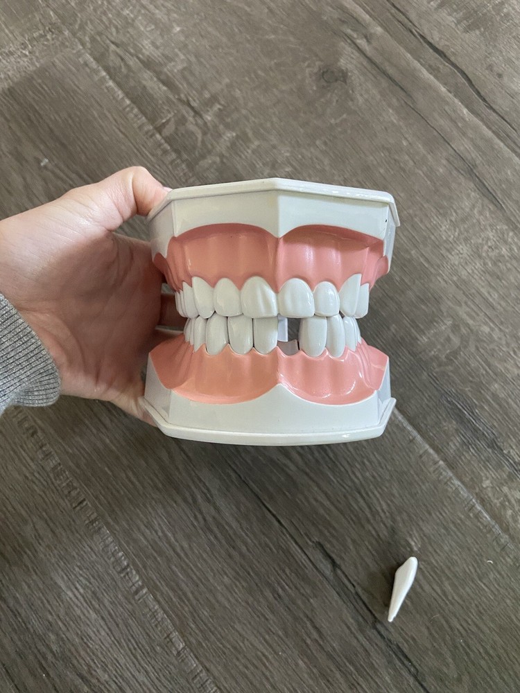 Colgate Large Teeth Typodont - Educational Model