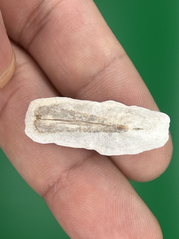Stingray Dermal Denticle – Bone Valley, Florida Fossil