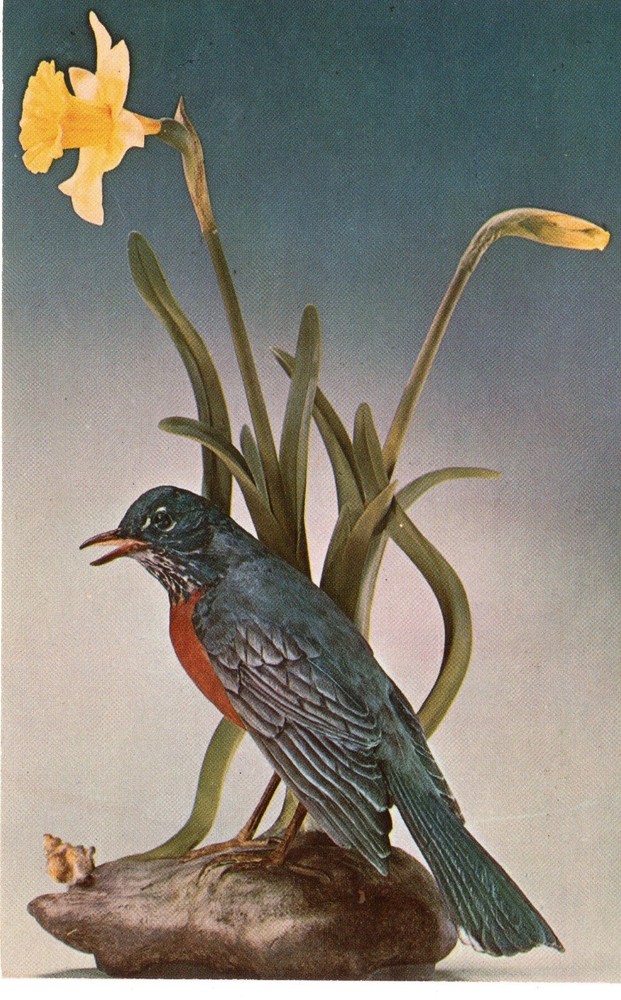 "ROBIN WITH DAFFODILS" - PC5365