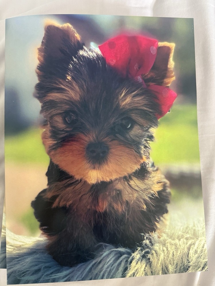 Yorkie Folder With Double Packet